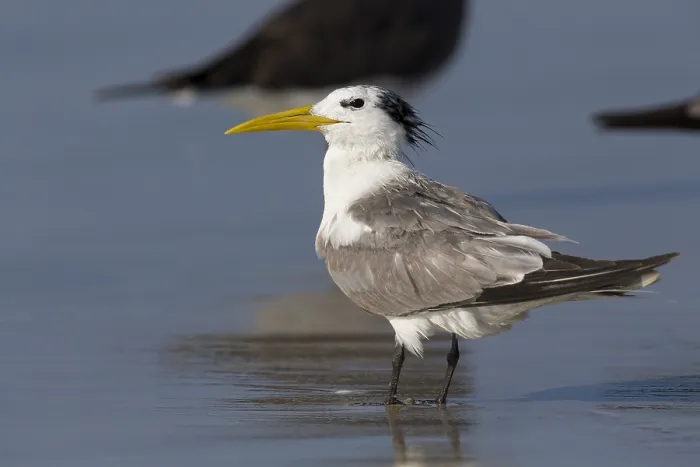 Framed Print : Greater Crested Tern