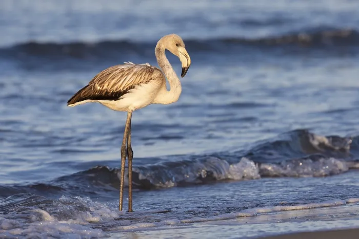Framed Print : Greater Flamingo, Phoenicopterus roseus