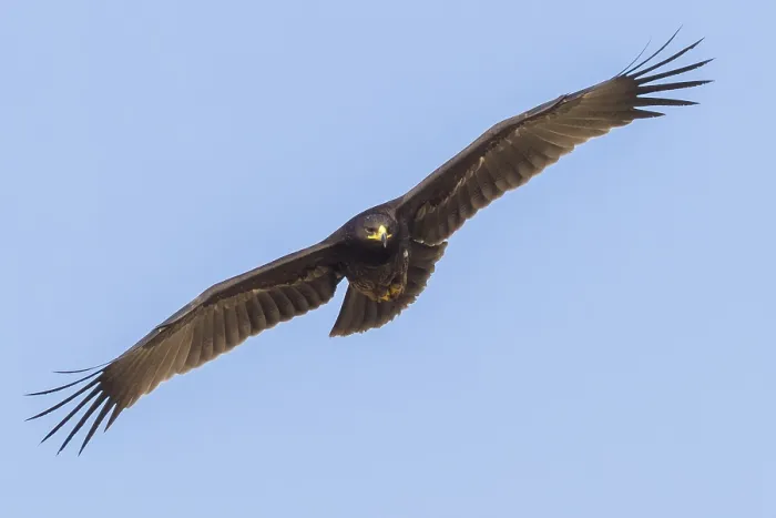 Framed Print : Greater Spotted Eagle