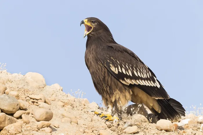 Framed Print : Greater Spotted Eagle
