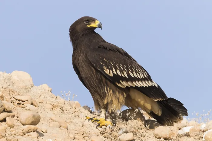 Framed Print : Greater Spotted Eagle