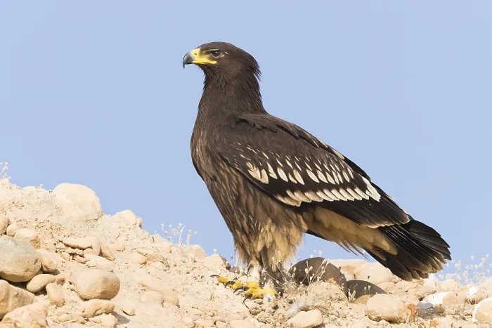 Framed Print : Greater Spotted Eagle