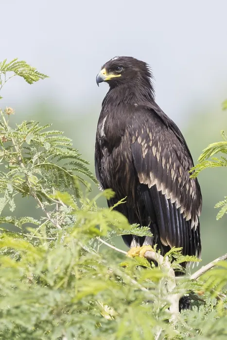 Framed Print : Greater Spotted Eagle