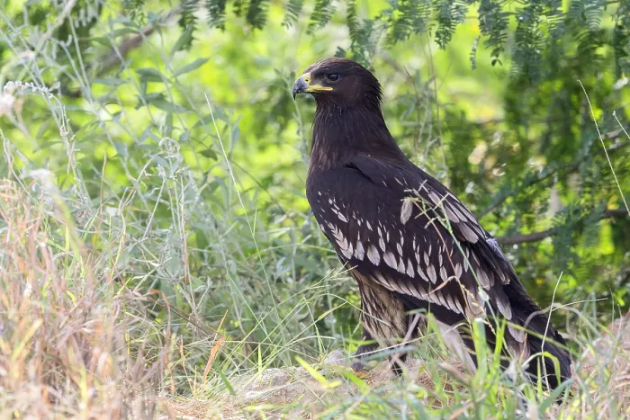 Framed Print : Greater Spotted Eagle