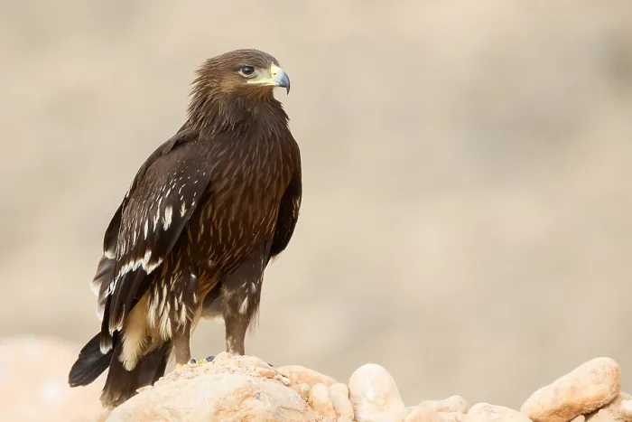 Framed Print : Greater Spotted Eagle