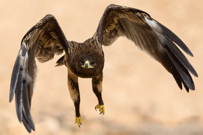 Framed Print : Greater Spotted Eagle
