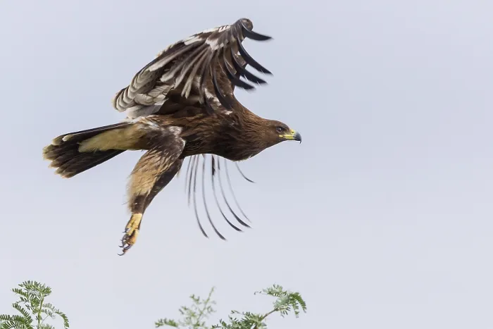 Framed Print : Greater Spotted Eagle Framed Print : Greater Spotted Eagle