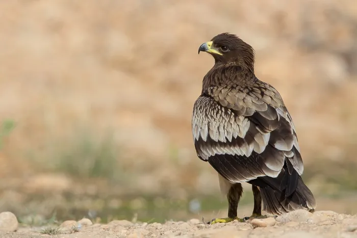 Framed Print : Greater Spotted Eagle