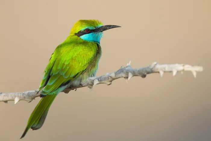 Framed Print : Green Bee-eater