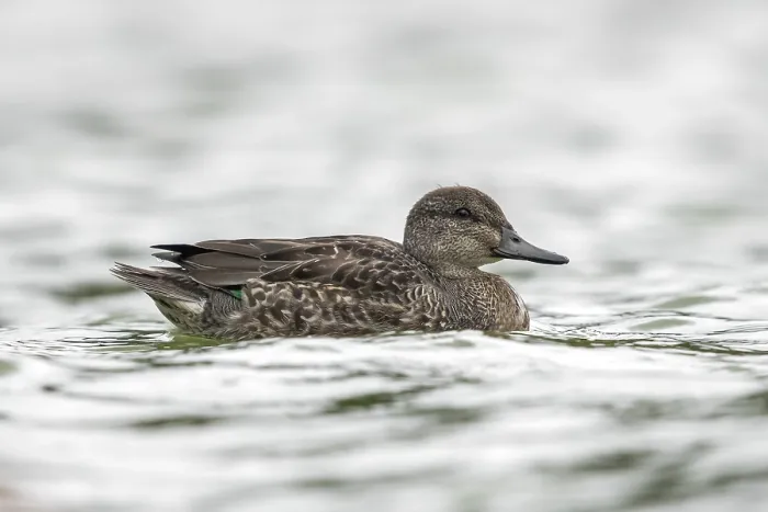 Framed Print : Green-winged Teal, Amerikaanse Wintertaling, Anas carolinensis