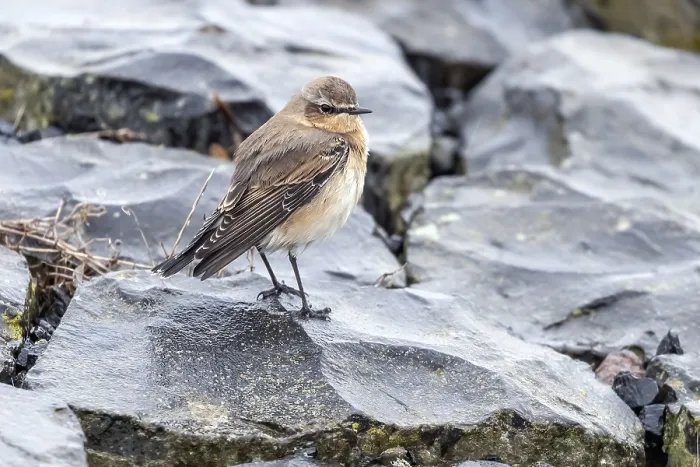 Framed Print : Greenland Wheatear, Oenanthe oenanthe leucorhoa