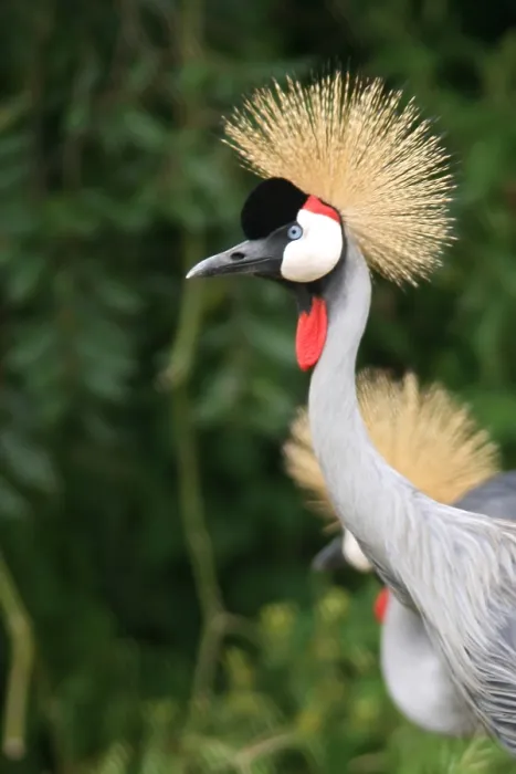 Framed Print : Grey Crowned Crane