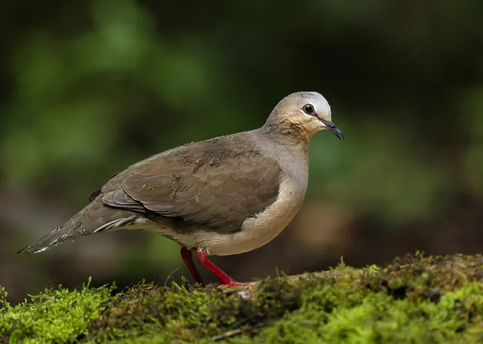 Framed Print : Grey-fronted Dove (Leptotila rufaxilla dubusi) Framed Print : Grey-fronted Dove (Leptotila rufaxilla dubusi)