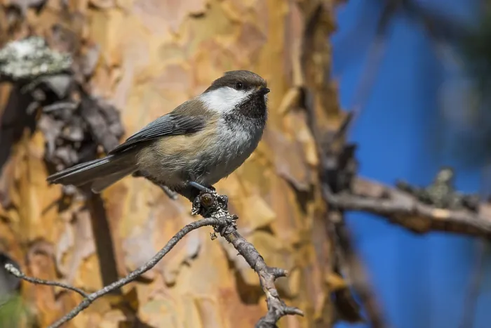 Framed Print : Grey-headed Chickadee