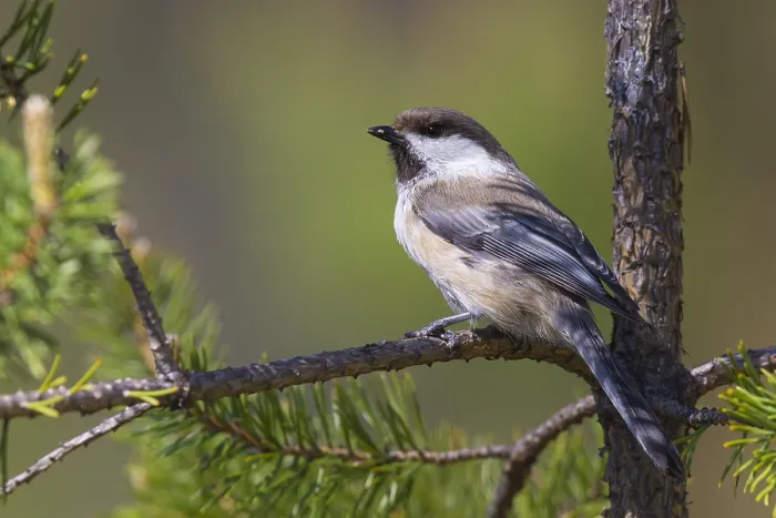Framed Print : Grey-headed Chickadee