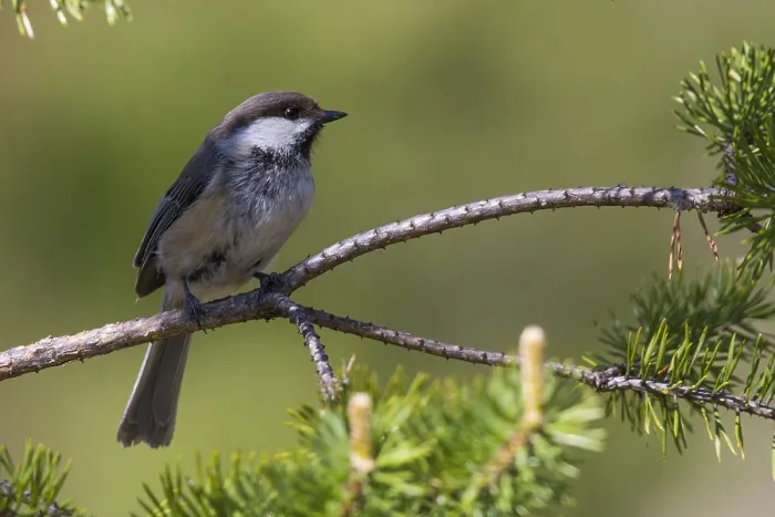 Framed Print : Grey-headed Chickadee