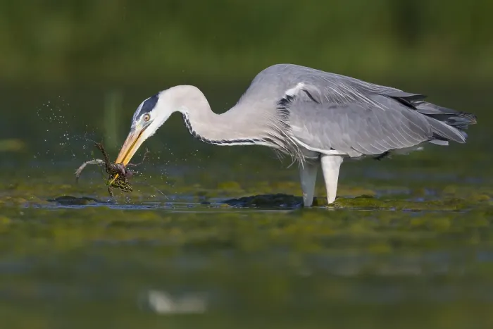 Framed Print : Grey Heron