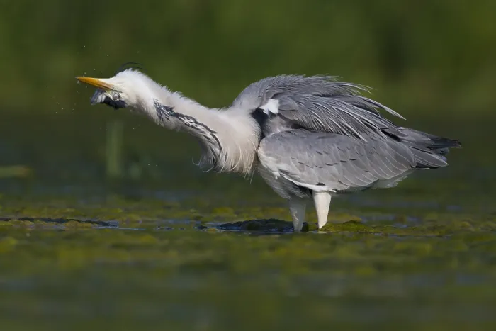 Framed Print : Grey Heron