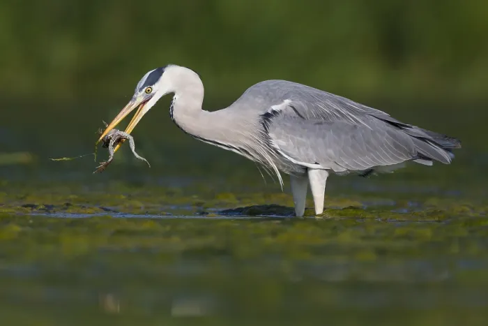 Framed Print : Grey Heron