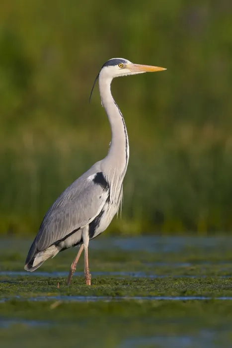 Framed Print : Grey Heron