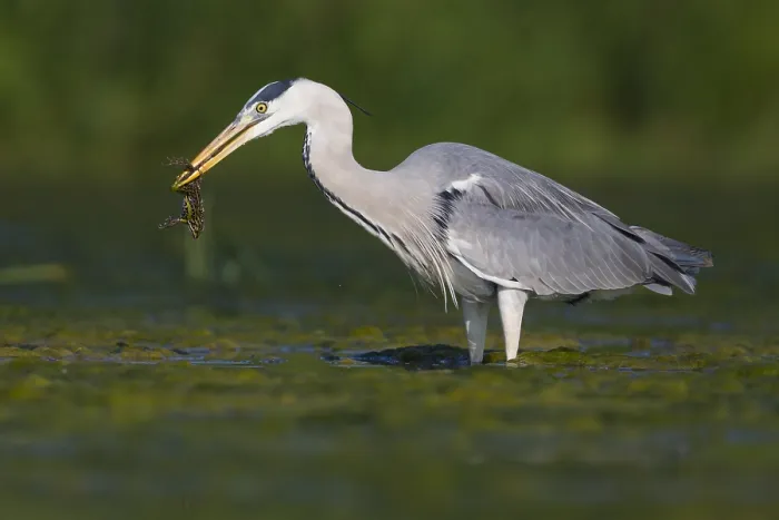 Framed Print : Grey Heron