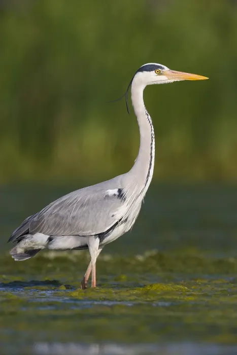 Framed Print : Grey Heron