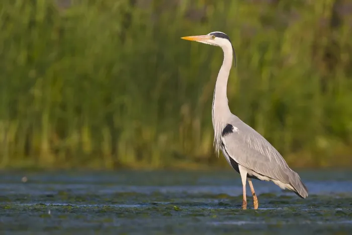 Framed Print : Grey Heron