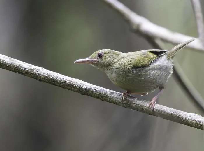 Framed Print : Grey Longbill