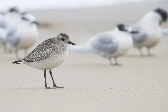 Framed Print : Grey Plover