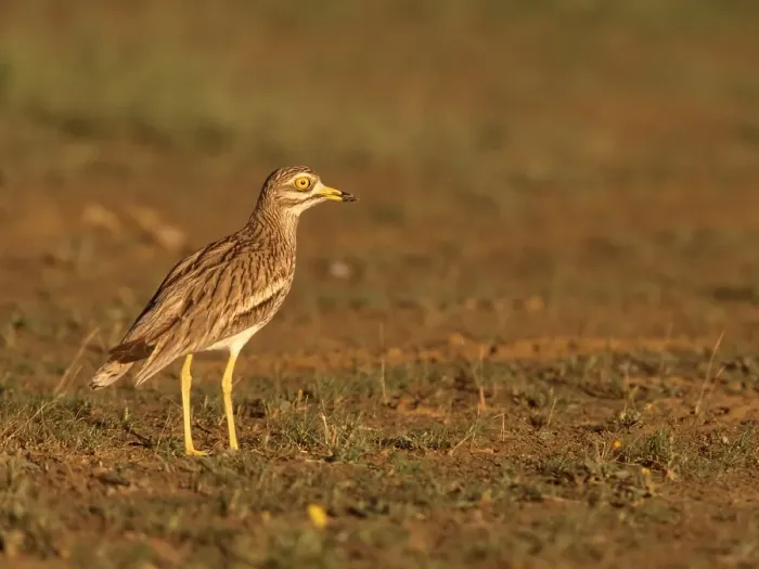 Framed Print : Griel, Eurasian Stone-curlew, Burhinus oedicnemus
