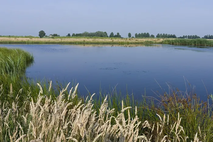 Framed Print : Groene Jonker