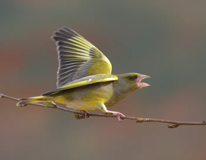 Framed Print : Groenling, European Greenfinch, Chloris chloris