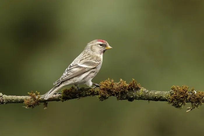 Framed Print : Grote Barmsijs, Mealy Redpoll, Acanthis flammea