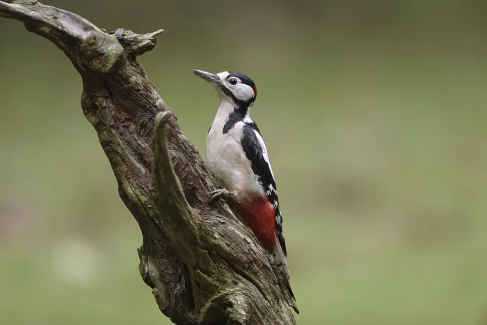 Framed Print : Grote Bonte Specht, Great Spotted Woodpecker, Dendrocopos major Framed Print : Grote Bonte Specht, Great Spotted Woodpecker, Dendrocopos major