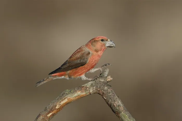 Framed Print : Grote Kruisbek, Parrot Crossbill, Loxia pytyopsittacus