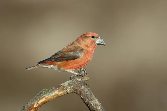 Framed Print : Grote Kruisbek, Parrot Crossbill, Loxia pytyopsittacus