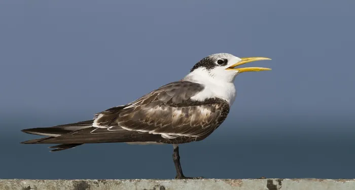 Framed Print : Grote Kuifstern, Greater Crested Tern, Thalasseus bergii velox