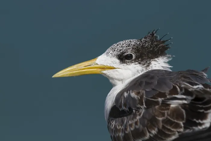 Framed Print : Grote Kuifstern, Greater Crested Tern, Thalasseus bergii velox
