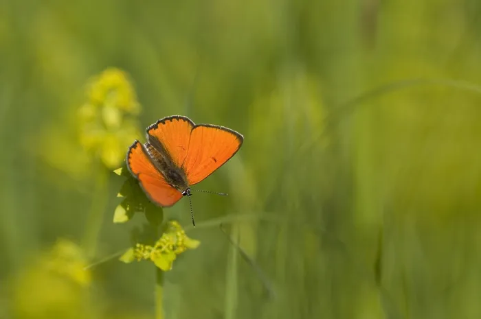 Framed Print : Grote vuurvlinder, Large Copper, Lycaena dispar