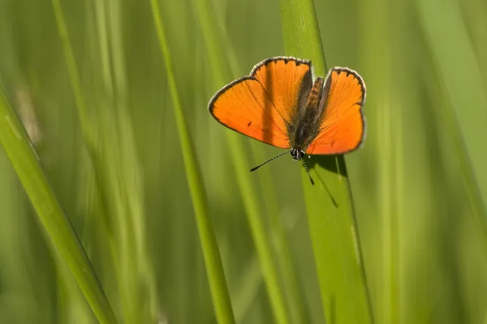 Framed Print : Grote vuurvlinder, Large Copper, Lycaena dispar