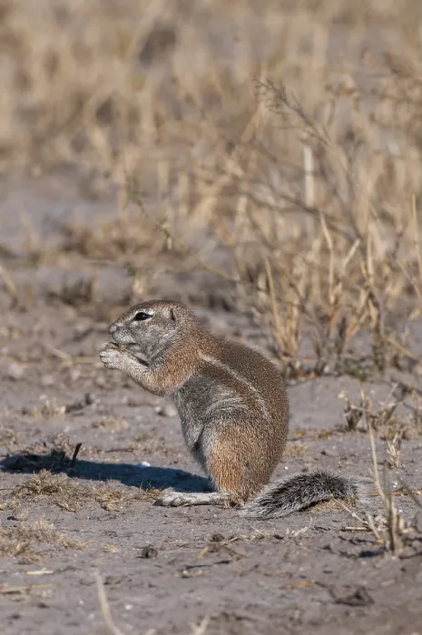 Framed Print : A ground squirrel, Paraxerus cepapi Framed Print : A ground squirrel, Paraxerus cepapi