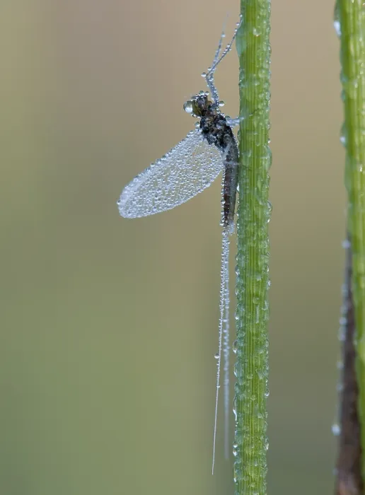 Framed Print : haft, mayfly, Ephemeroptera Framed Print : haft, mayfly, Ephemeroptera