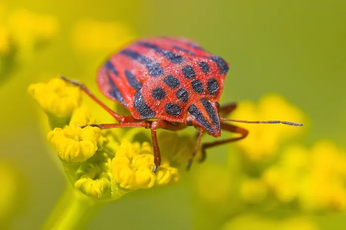Framed Print : Half-spotted stink bug Framed Print : Half-spotted stink bug