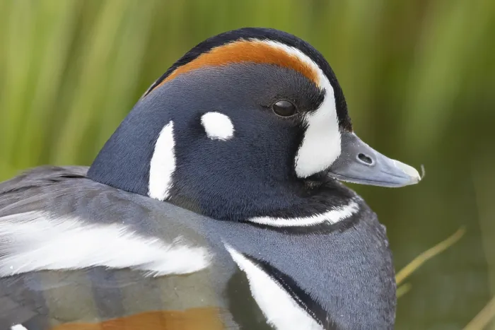 Framed Print : Harlequin Duck, Histrionicus histrionicus