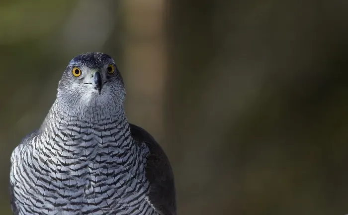 Framed Print : Havik, Northern Goshawk, Accipiter gentilis
