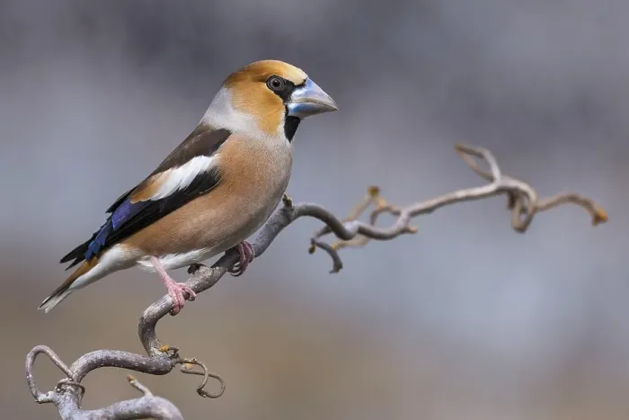 Framed Print : Hawfinch, Coccothraustes coccothraustes
