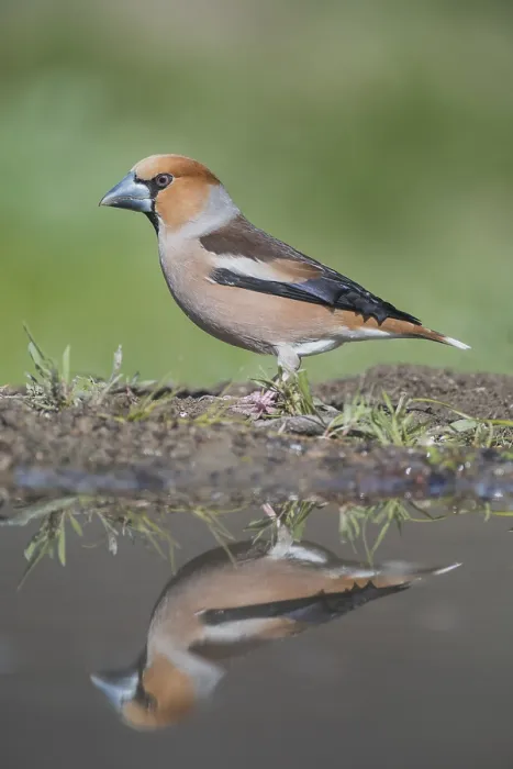 Framed Print : Hawfinch male reflection at pond; Coccothraustes coccothraustes; Alain Ghignone