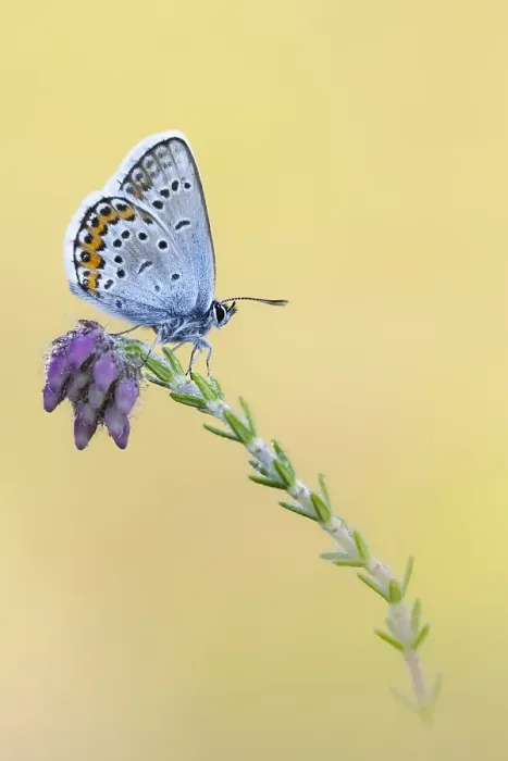 Framed Print : Heideblauwtje, Silver-studded Blue, Plebejus aragus