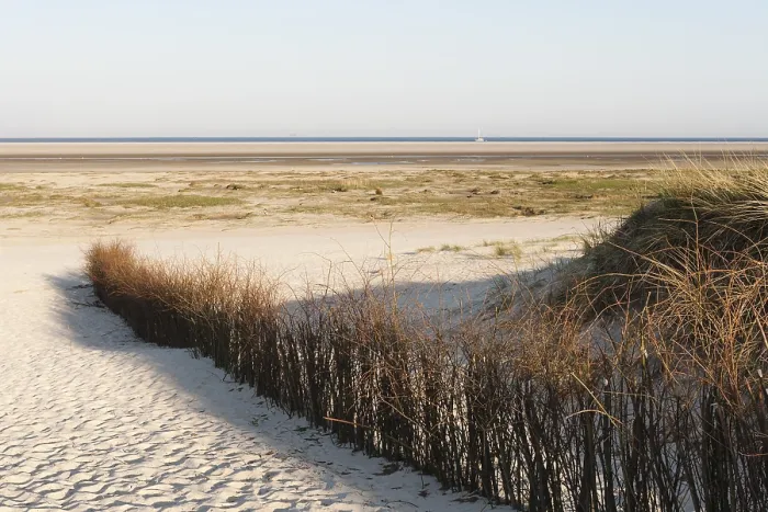 Framed Print : Helmgras, Marram Grass Framed Print : Helmgras, Marram Grass