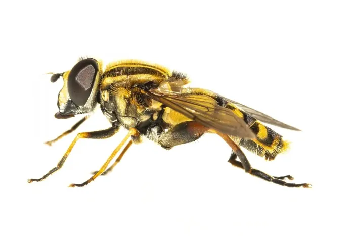 Framed Print : Helophilus pendulus